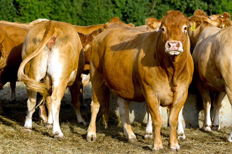 is-sustainable-beef-an-oxymoron-ecowatch