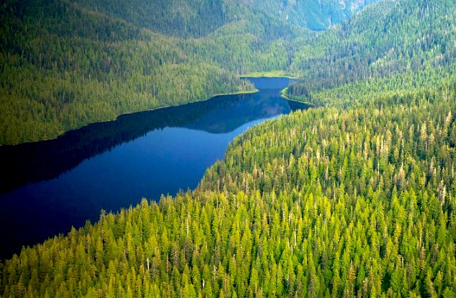 6-000-acres-of-old-growth-forests-slated-for-logging-the-largest-sale