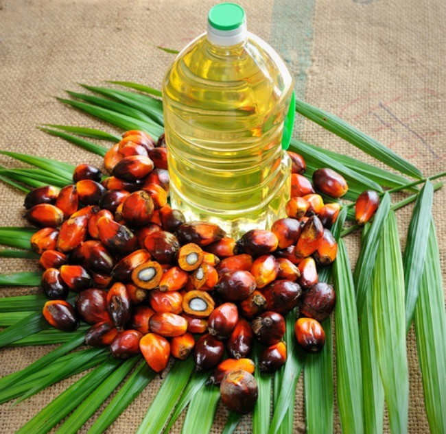 Find Out Which Companies Responsibly Source  Palm  Oil  You 
