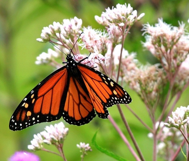 David Suzuki: How to Save the Monarch Butterfly - EcoWatch