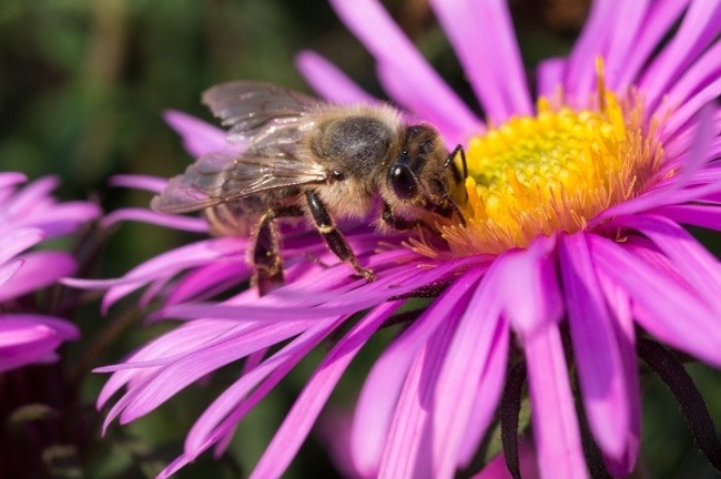 How Garden Centers Are Getting Toxic, Bee-Killing Pesticides Out of ...