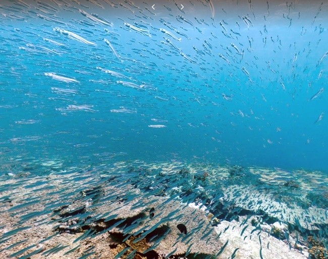 20 Stunning Photos Of Google's Underwater Street View - EcoWatch