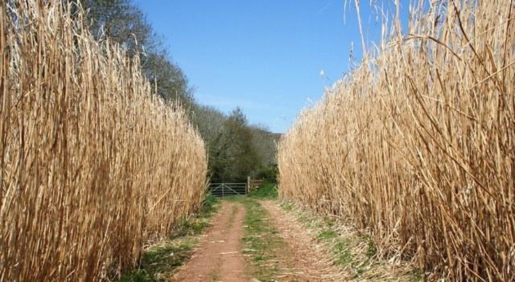 elephant-grass-and-prairie-switchgrass-second-generation-biofuels-to