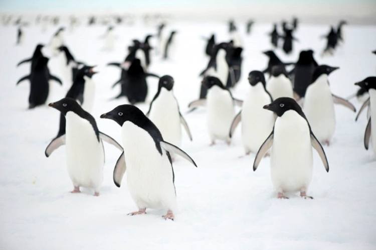 penguins on iceberg