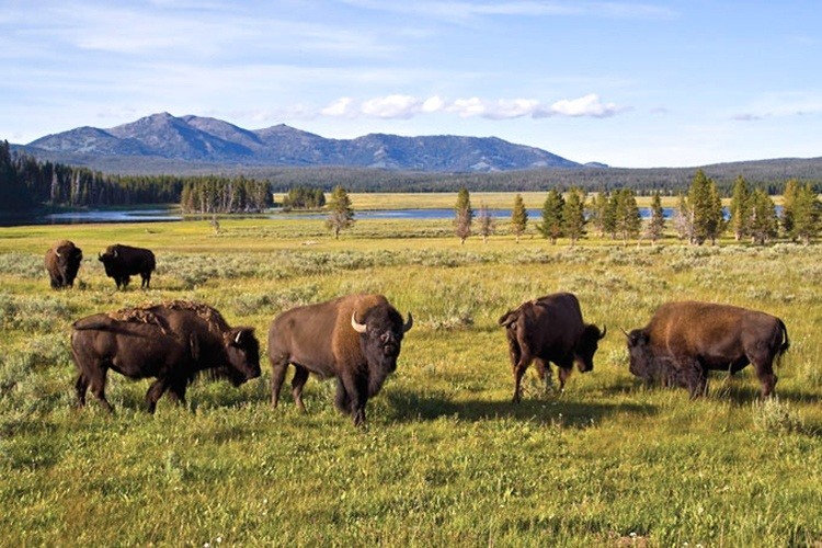 Love Wildlife? Check Out These 11 Stunning Photos From Yellowstone ...