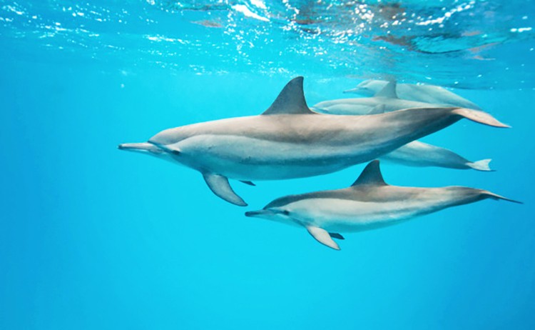 Want to Swim With Dolphins? Read This First - EcoWatch