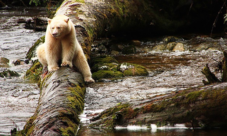 Great Bear Landmark Agreement Protects World’s Largest Temperate