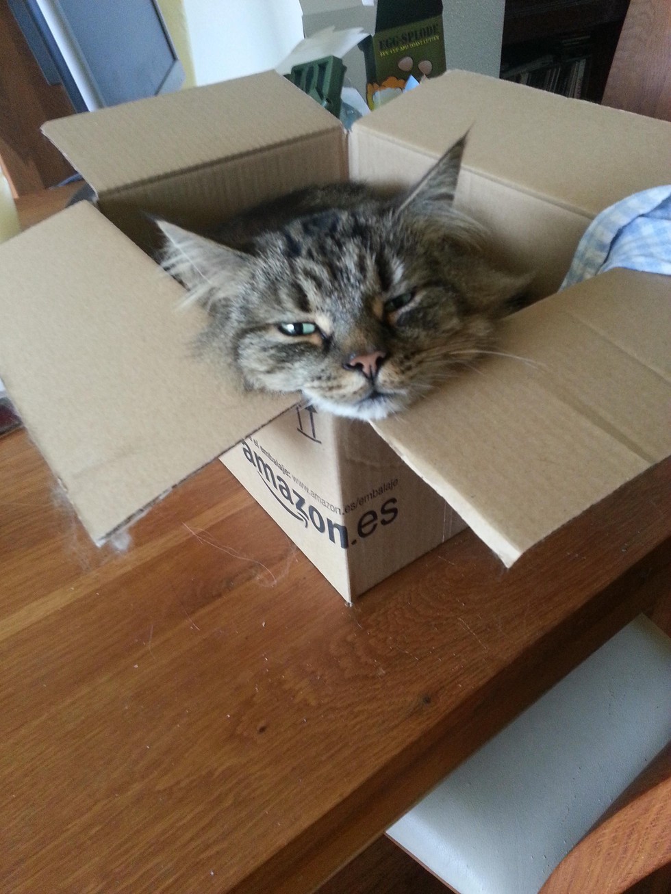 9 Cats Who Are SO Over Cardboard Boxes