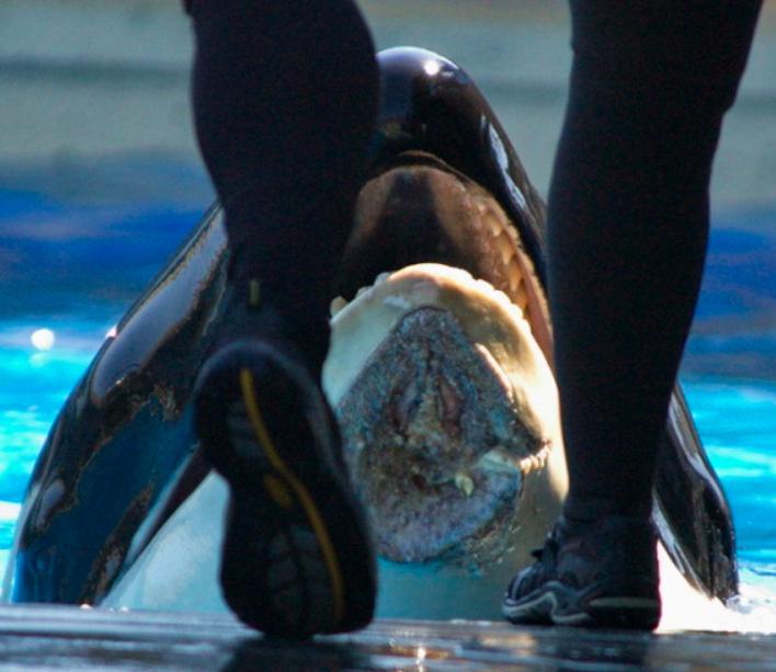 SeaWorld Says Its Orcas Are 'Thriving' In New Ad. Too Bad They're Totally Wrong.