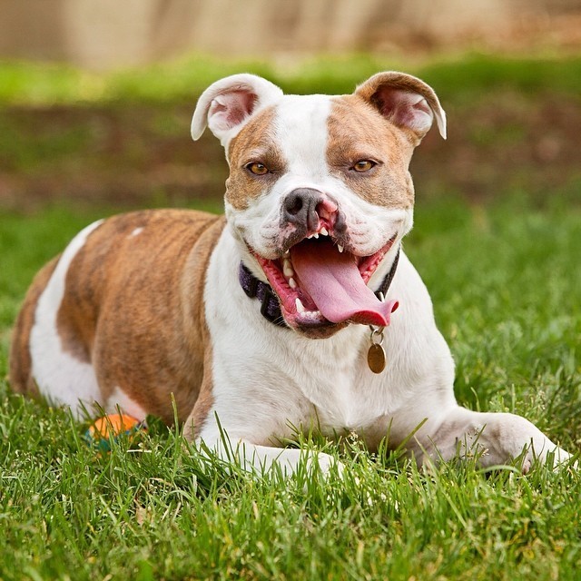 Bouncy Boxer With A Cleft Lip Knows The Secrets To A Joyful Life