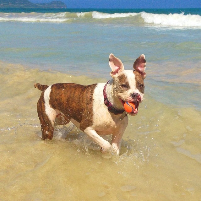 Bouncy Boxer With A Cleft Lip Knows The Secrets To A Joyful Life