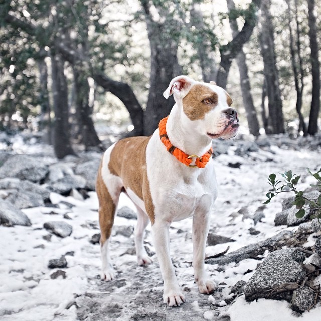 Bouncy Boxer With A Cleft Lip Knows The Secrets To A Joyful Life