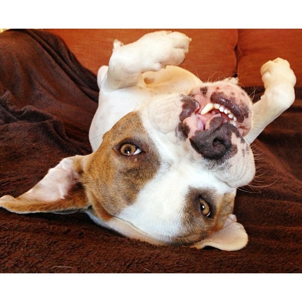 Bouncy Boxer With A Cleft Lip Knows The Secrets To A Joyful Life