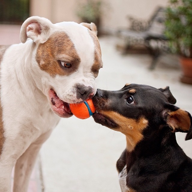 Bouncy Boxer With A Cleft Lip Knows The Secrets To A Joyful Life