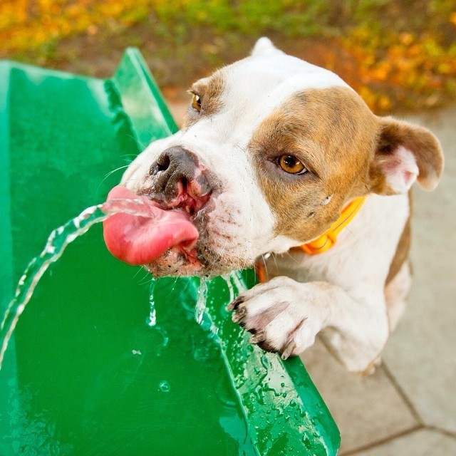 Bouncy Boxer With A Cleft Lip Knows The Secrets To A Joyful Life