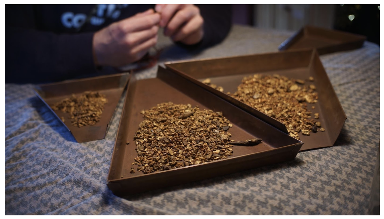 Hands sorting dried hops from Flow Metals' Sixtymile project