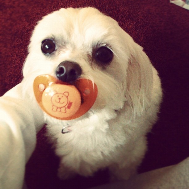 19 Dogs Who Aren't Ready To Give Up Their Pacifiers