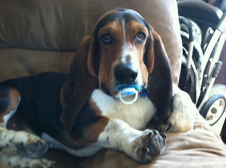 19 Dogs Who Aren't Ready To Give Up Their Pacifiers