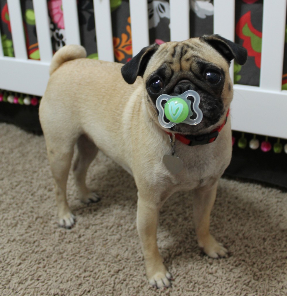 19 Dogs Who Aren't Ready To Give Up Their Pacifiers