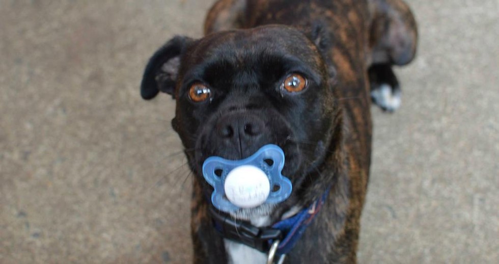 19 Dogs Who Aren't Ready To Give Up Their Pacifiers