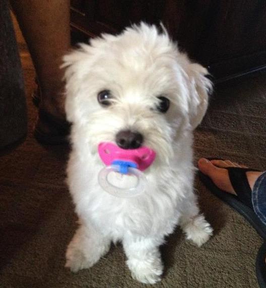 19 Dogs Who Aren't Ready To Give Up Their Pacifiers