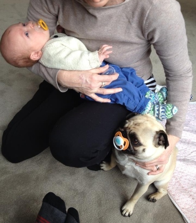 19 Dogs Who Aren't Ready To Give Up Their Pacifiers