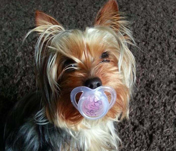 19 Dogs Who Aren't Ready To Give Up Their Pacifiers