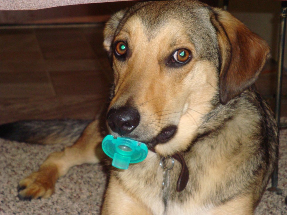 19 Dogs Who Aren't Ready To Give Up Their Pacifiers