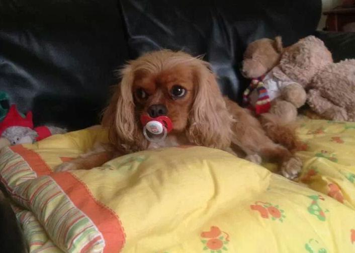 19 Dogs Who Aren't Ready To Give Up Their Pacifiers