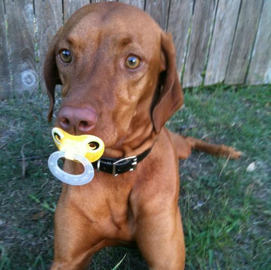 19 Dogs Who Aren't Ready To Give Up Their Pacifiers