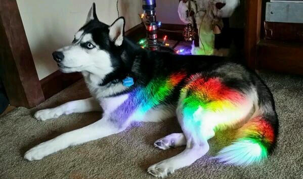 hope the rainbow husky