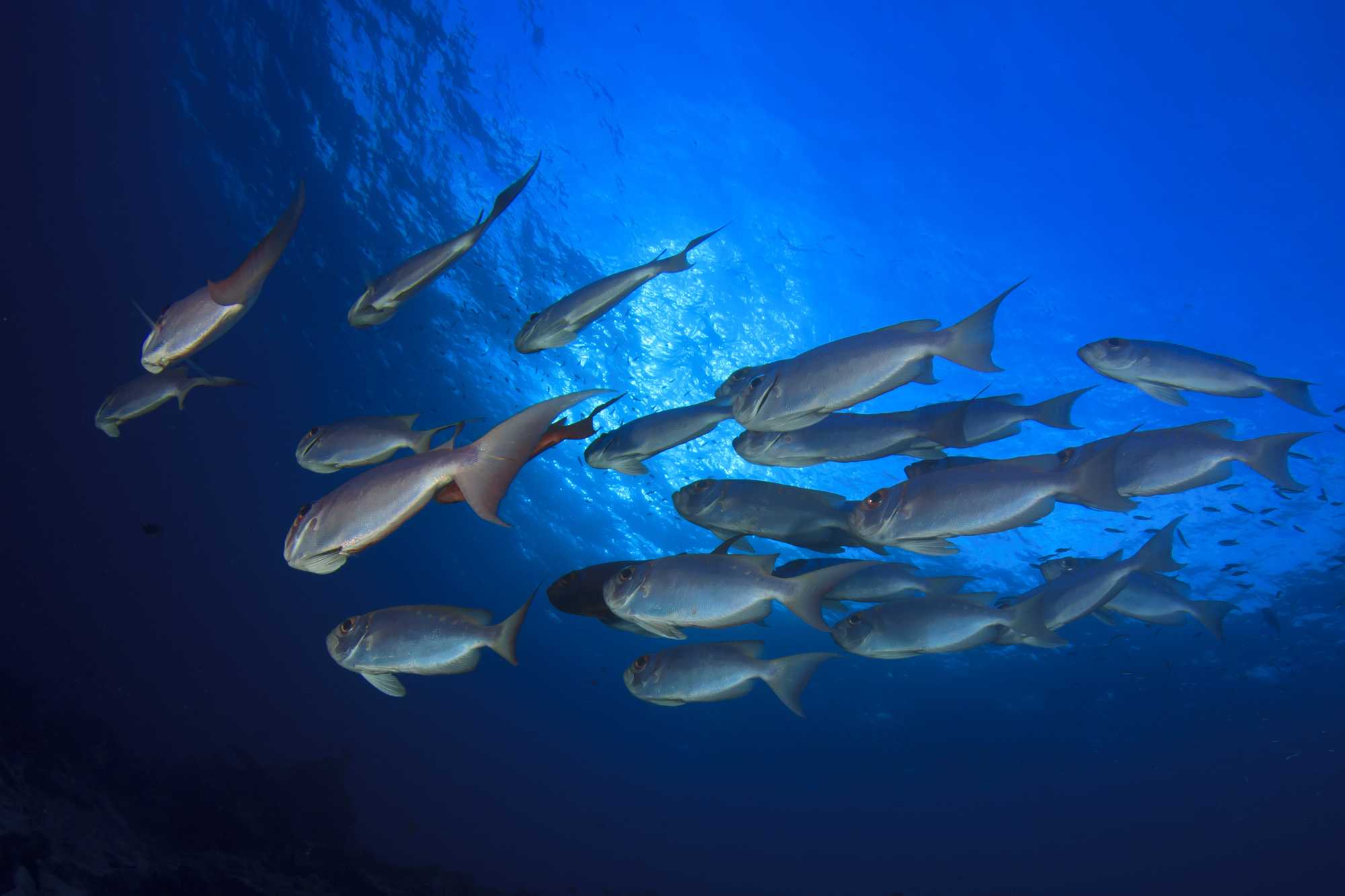 Scientific review finds underwater EMF exposure can affect&hellip;