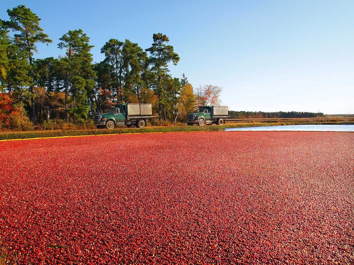 Cranberry bog data project shows how to turn the farms into wetlands
