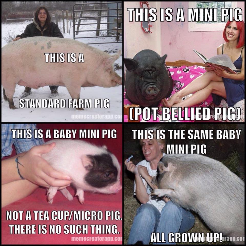 Do Teacup Pigs Really Exist?