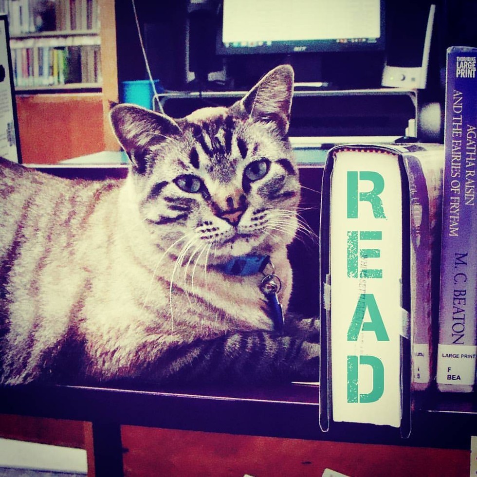 browser library cat removed by city council