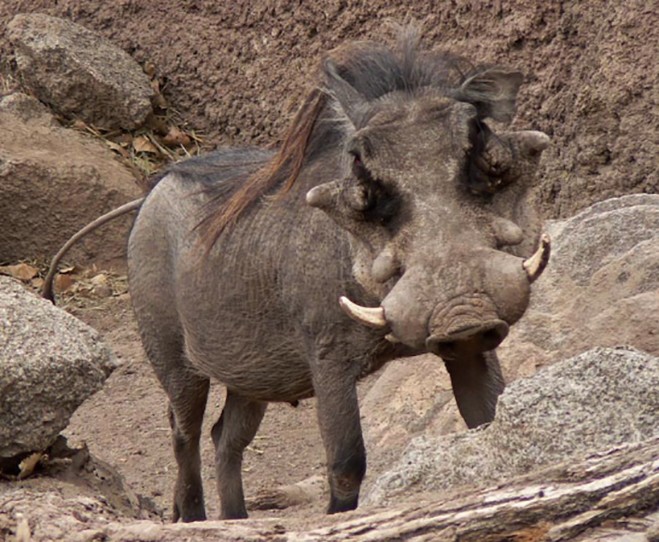 21 Of The World’s Hands Down Very Ugliest Animals - Popdust