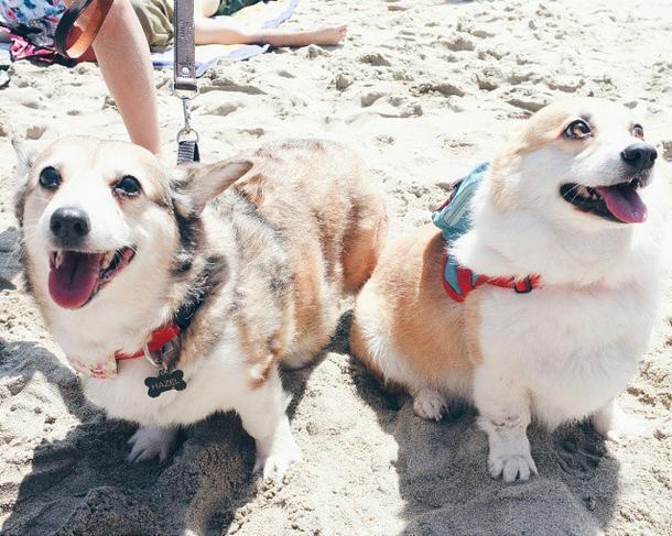 600 Corgis Took Over A Beach. Here Are Our Favorites.