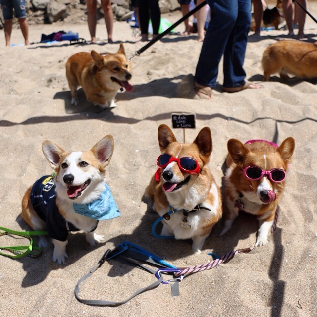 600 Corgis Took Over A Beach. Here Are Our Favorites.