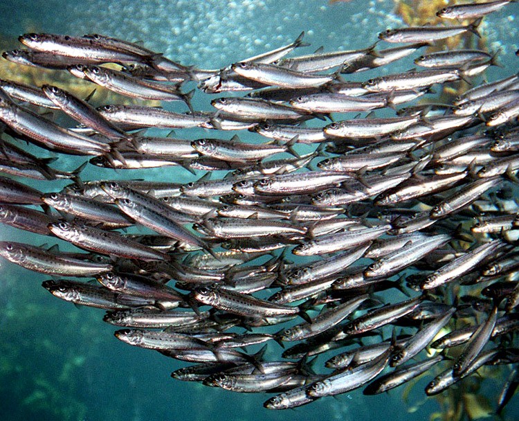 Resultado de imagem para sardine