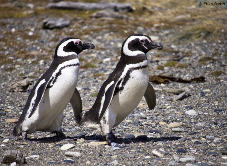 17 Ways Penguins Are Getting In Shape For Spring