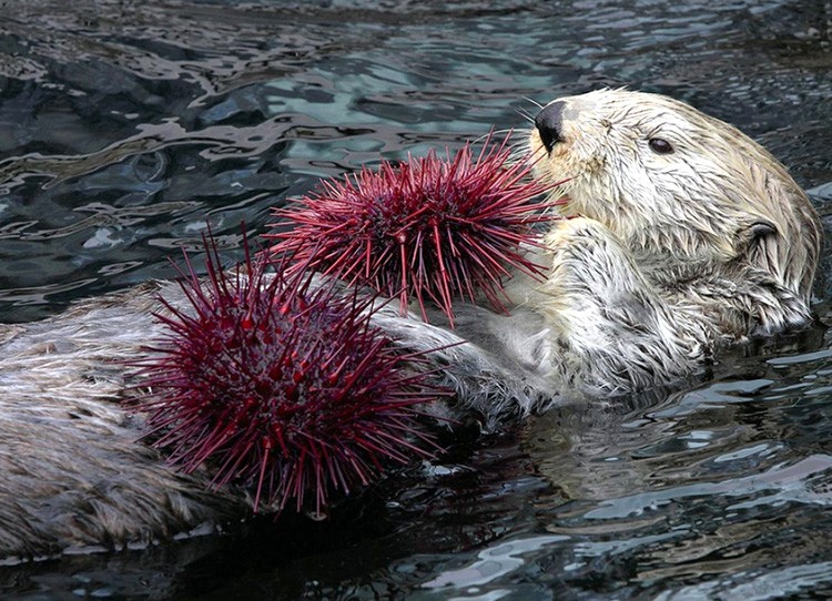 10 Extraordinary Places Saved By The Endangered Species Act EcoWatch