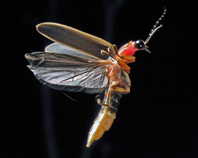 12-fascinating-facts-about-fireflies-ecowatch