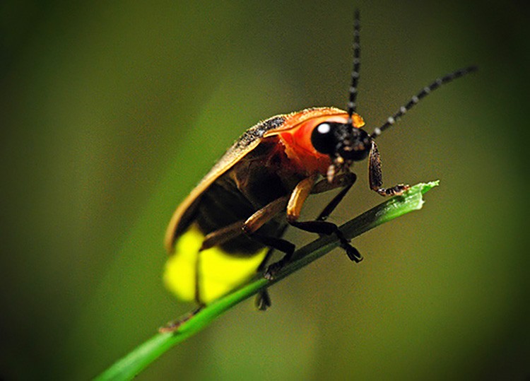 firefly