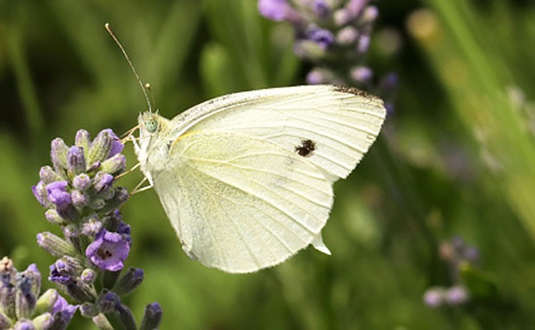 What are some facts about butterflies?