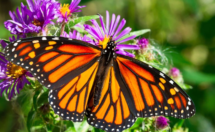 10 Super Cool Facts About Butterflies  EcoWatch