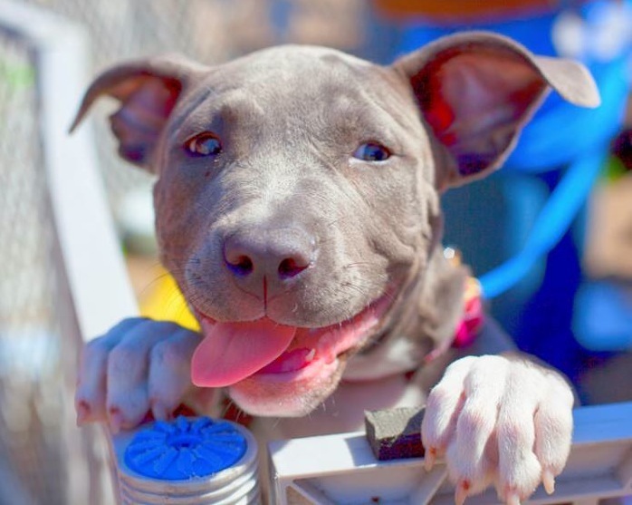 50 Shades Of Grey Dogs