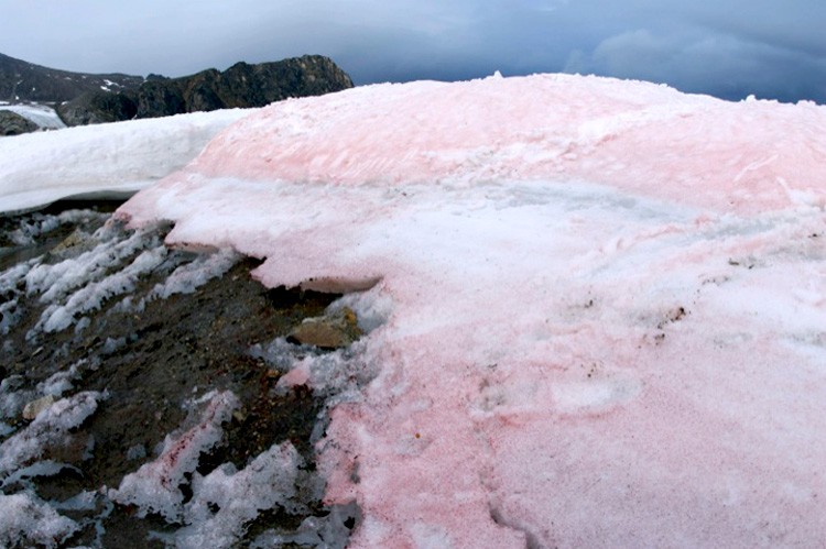 Image result for pink snow danger