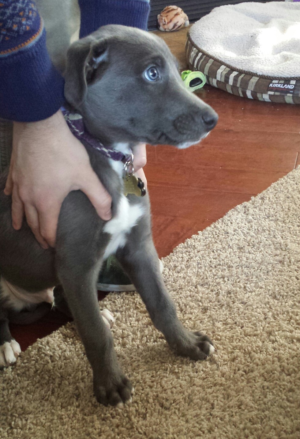 50 Shades Of Grey Dogs