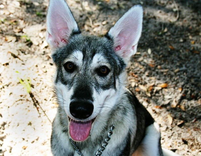 50 Shades Of Grey Dogs