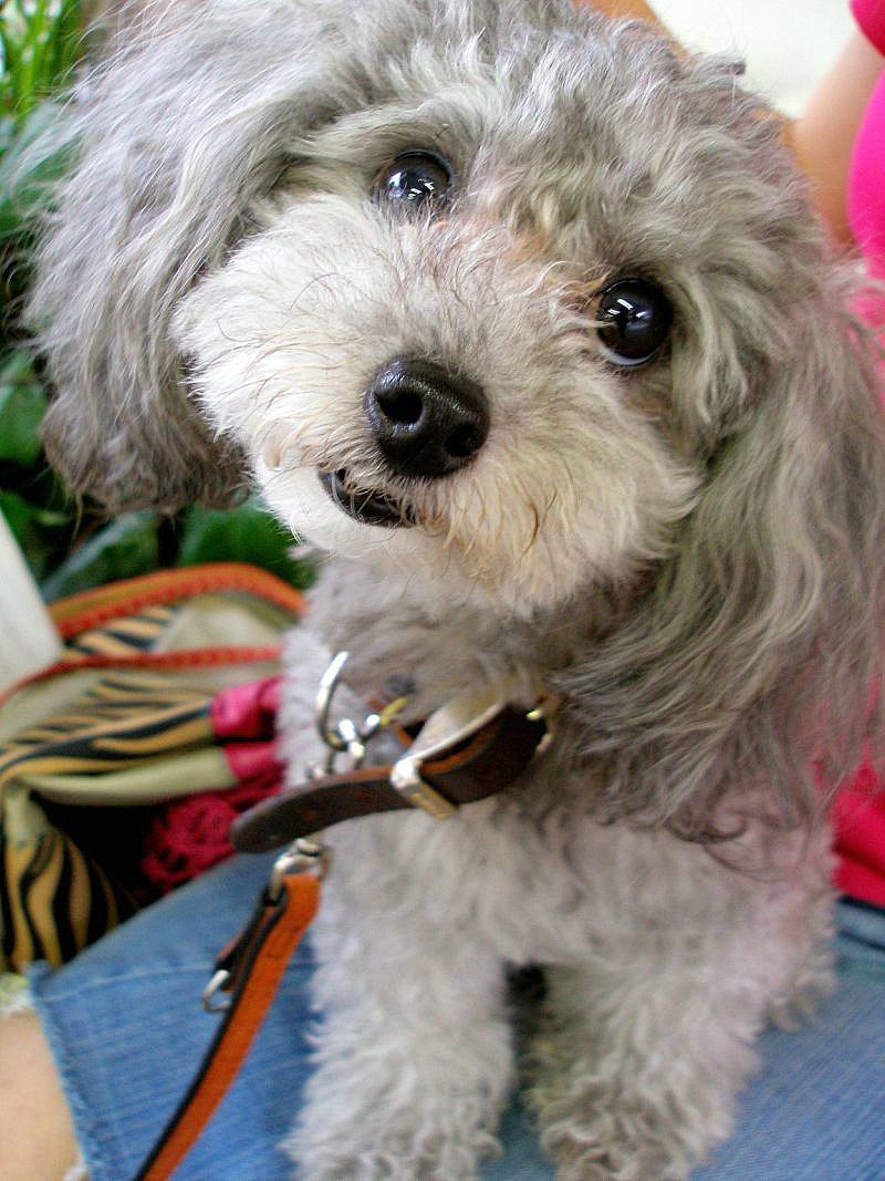 50 Shades Of Grey Dogs